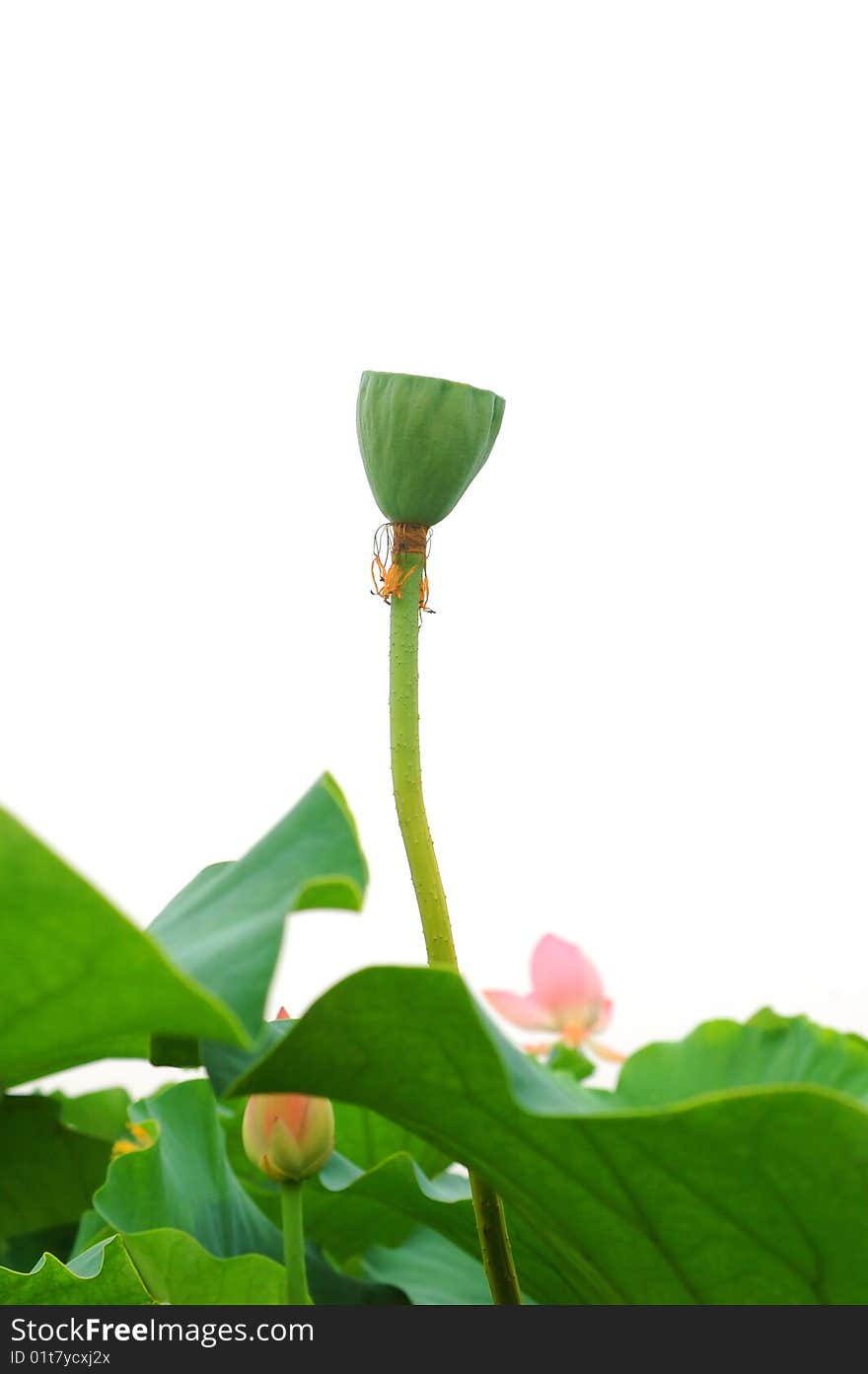 Lotus seedpod on white background