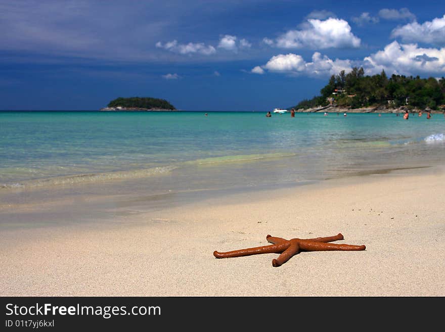 A starfish at white sand