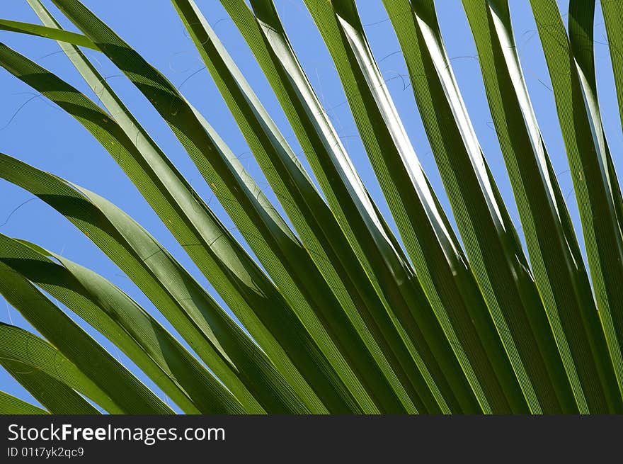 Green palm leaf close-up abstract background