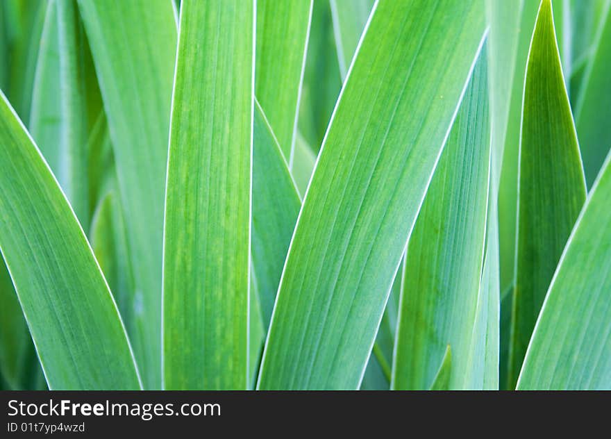 Beautiful green grass close up