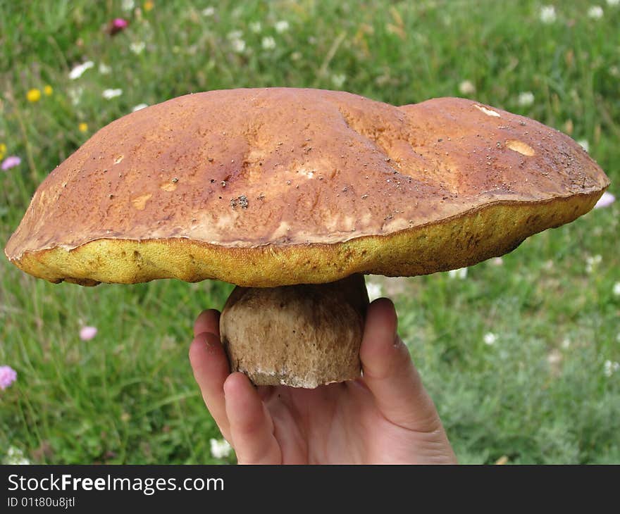 Big boletus