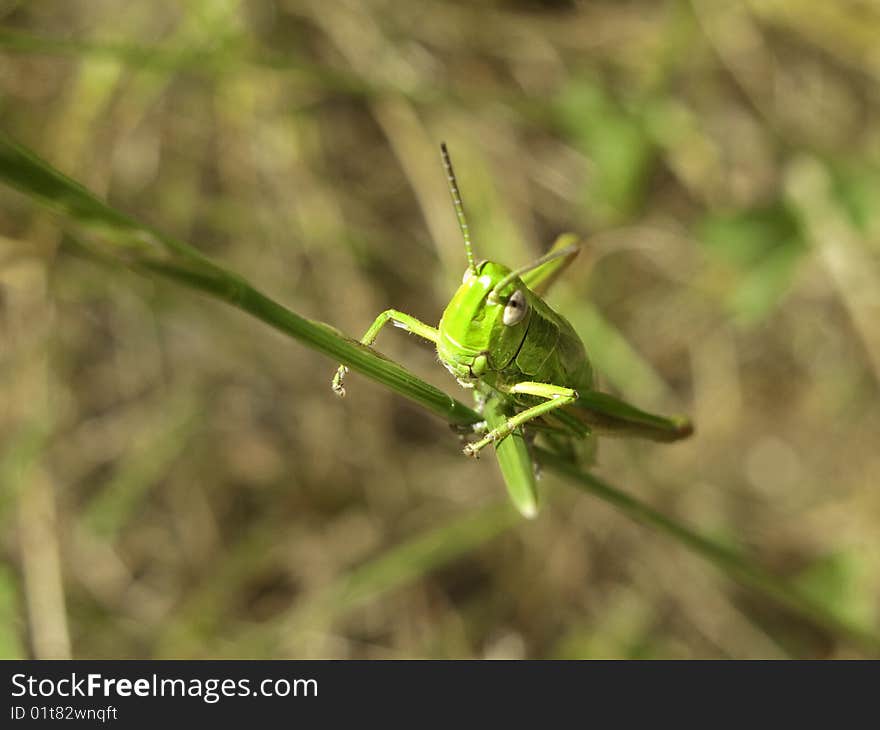 Green grasshopper macro