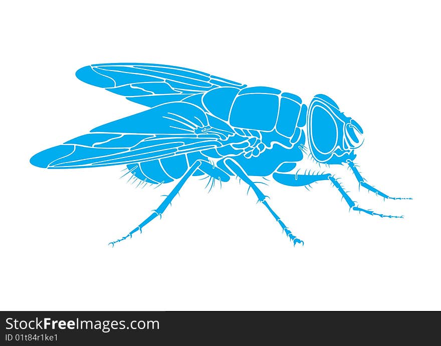 Vector fly. Size and color can be changed.