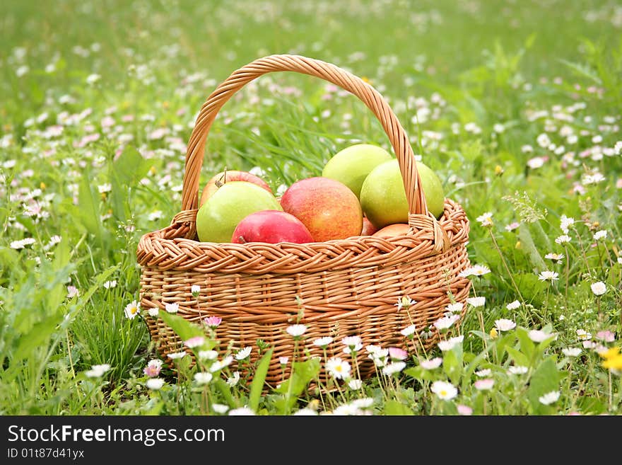 Basket with fresh sweet apples on green grass. Basket with fresh sweet apples on green grass