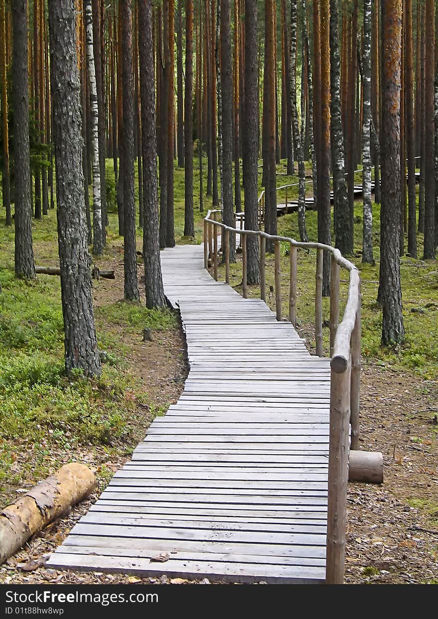 A wooden walking path in the Estonian forest. A wooden walking path in the Estonian forest