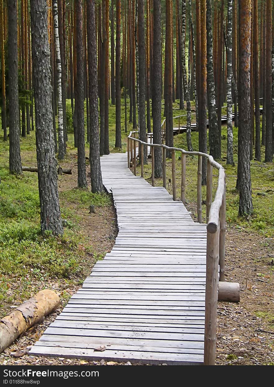 Walking path in the forest