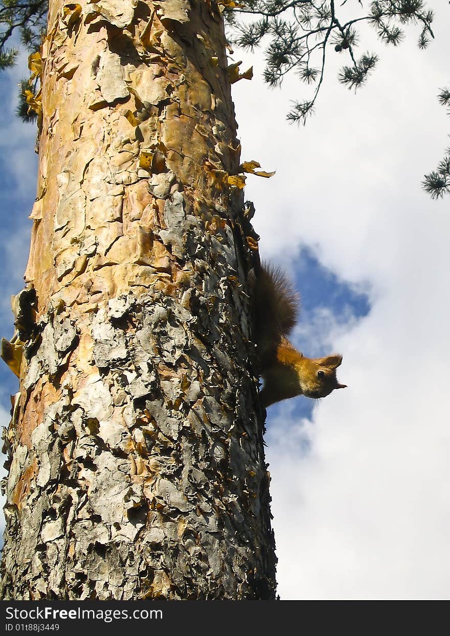 Red Squirrel On A Tree