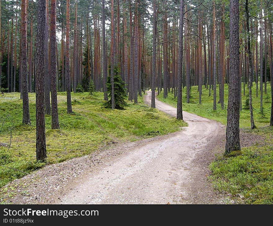 A road in the forest