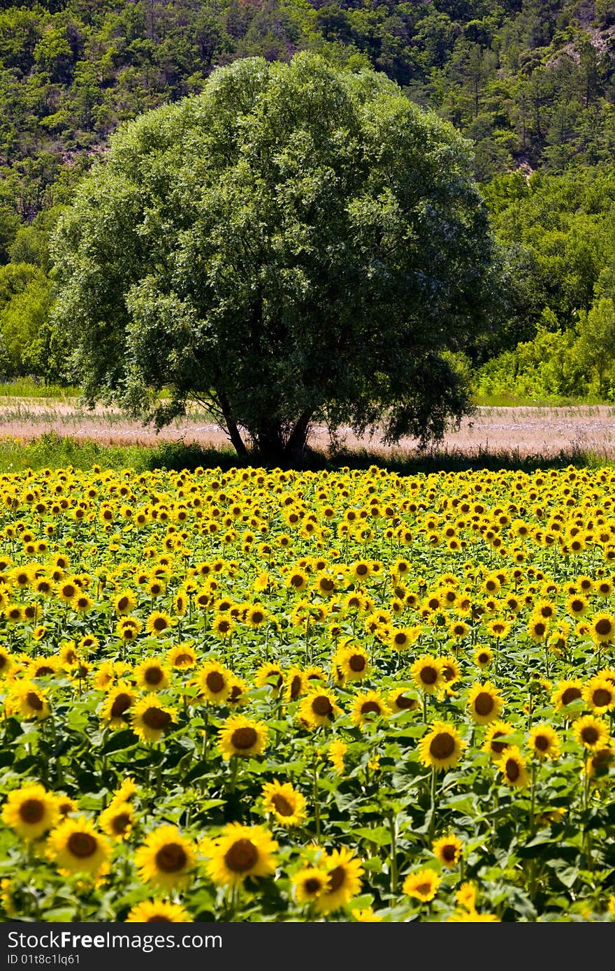 Sunflower field