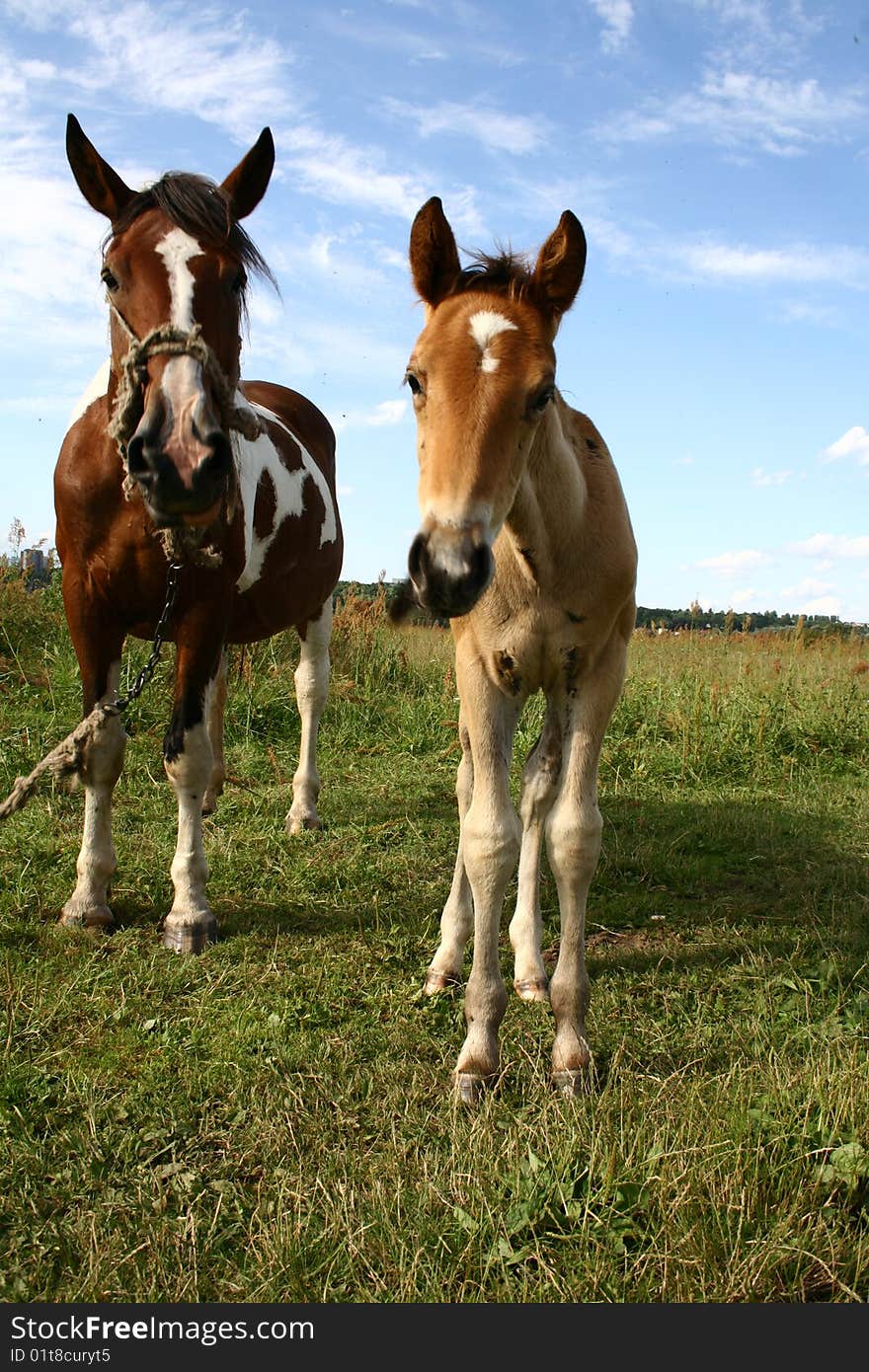 A mare with her young on a pasture. A mare with her young on a pasture