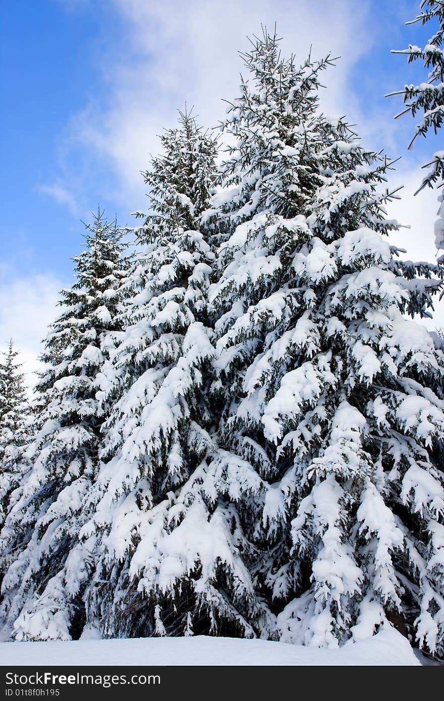 Winter tree on a blue sky