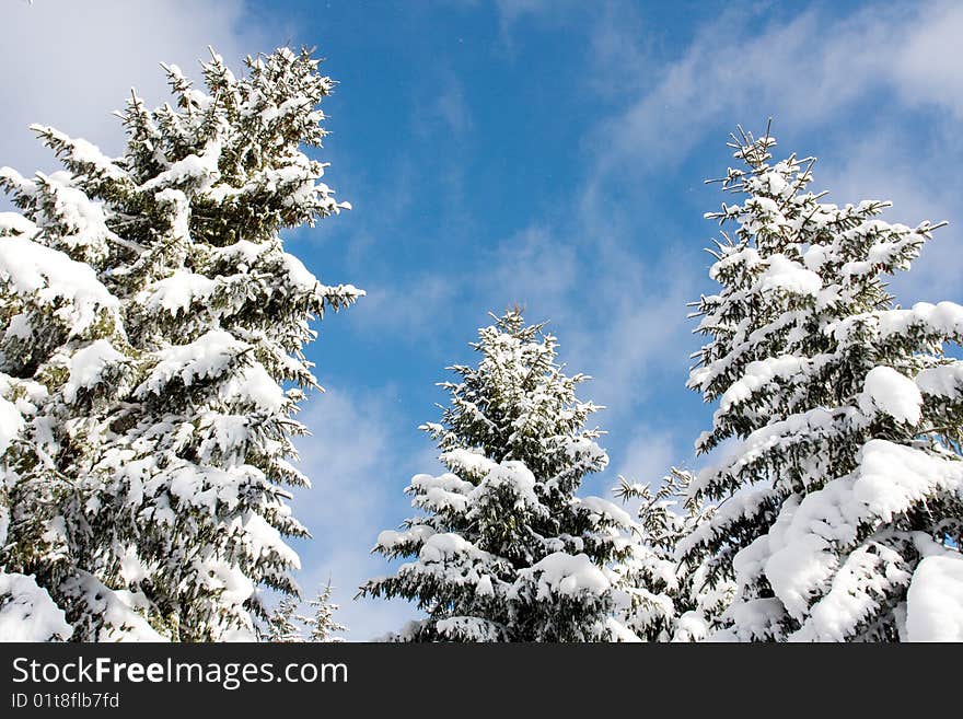 Winter tree on a blue sky