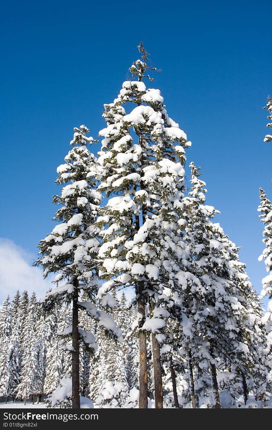 Winter tree on a blue sky