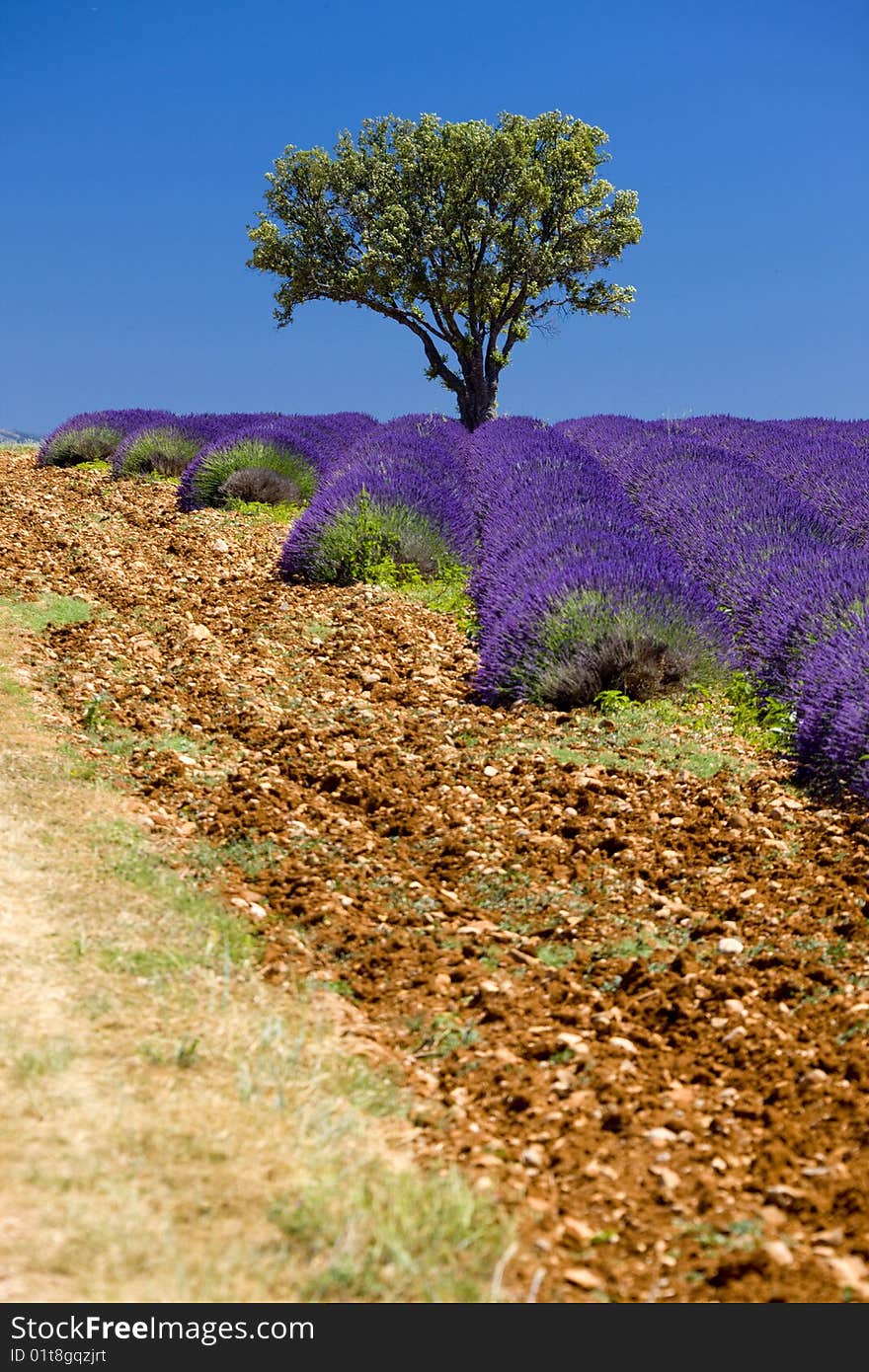 Lavender field with a tree, Provence, France