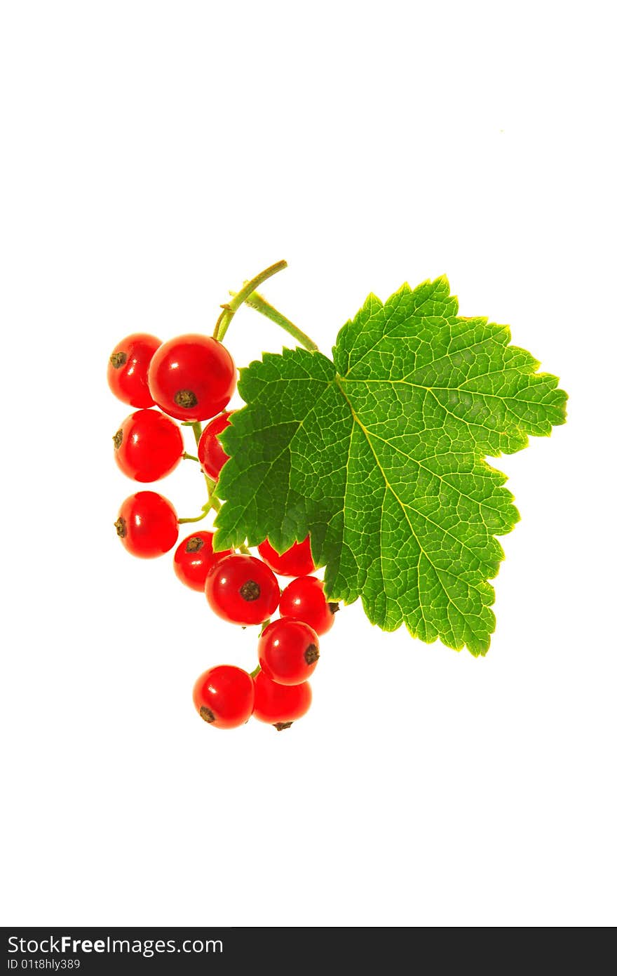 Red currant on a white background