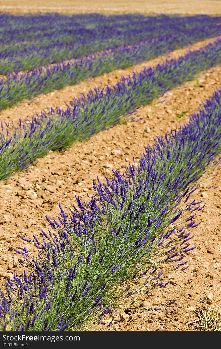 Lavender field, Plateau de Valensole, Provence, France