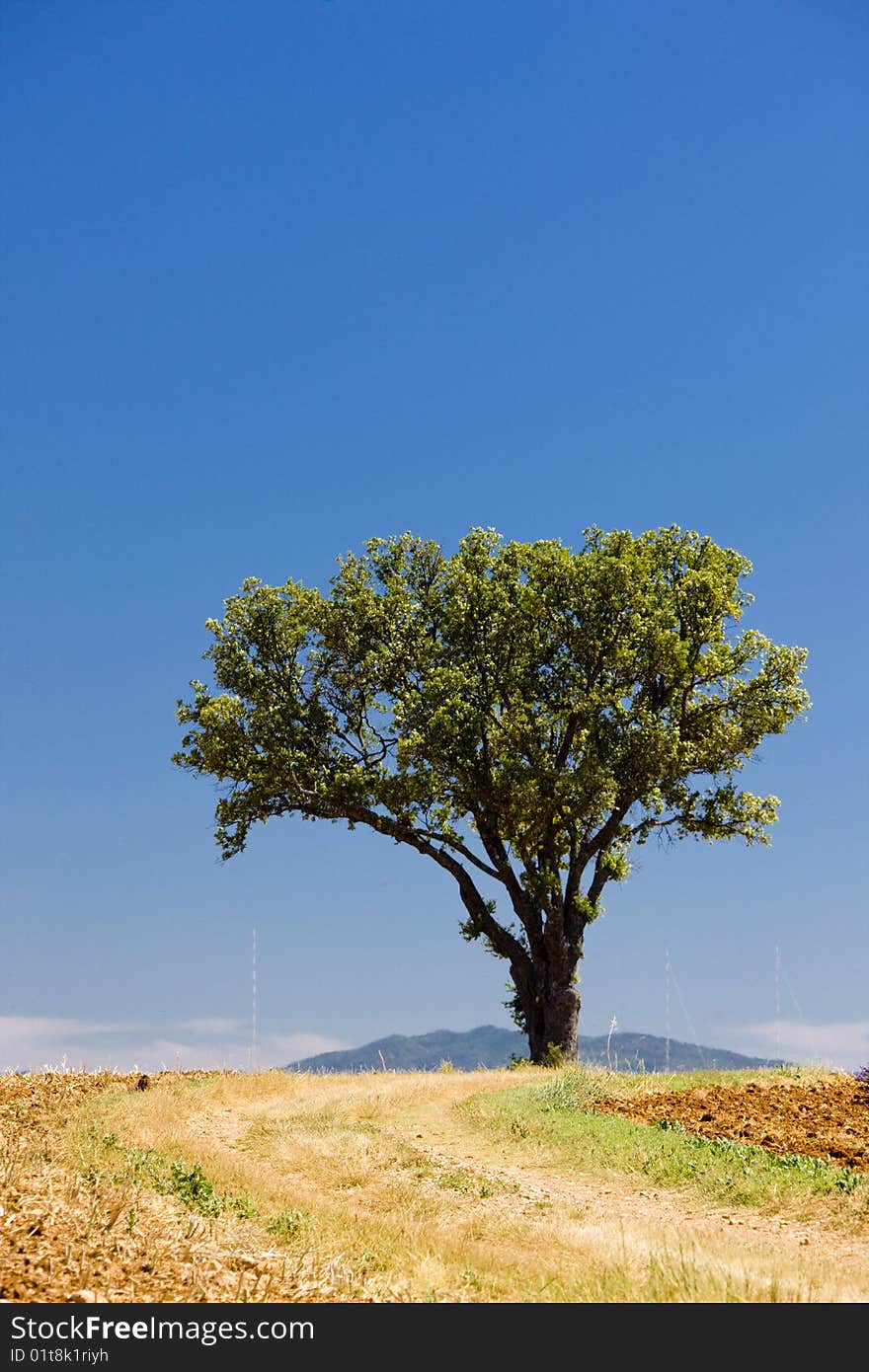 Lonely tree in Provence, France