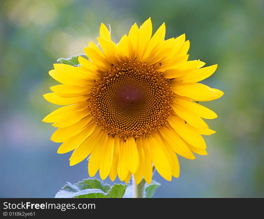 Beautiful yellow sunflower on the green background