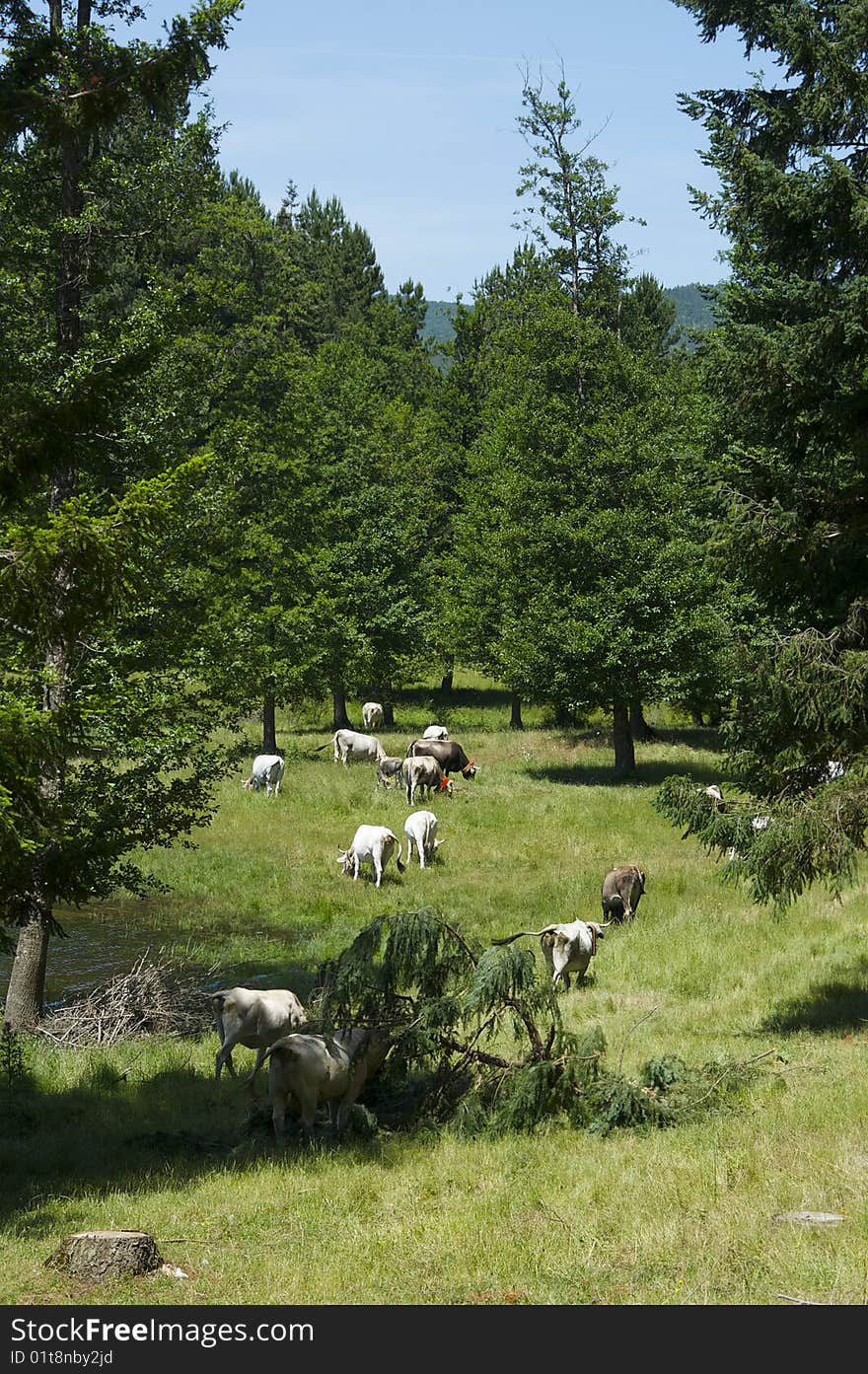 Breed cow team alone in nature in the natural park of Sila in Italy. Breed cow team alone in nature in the natural park of Sila in Italy