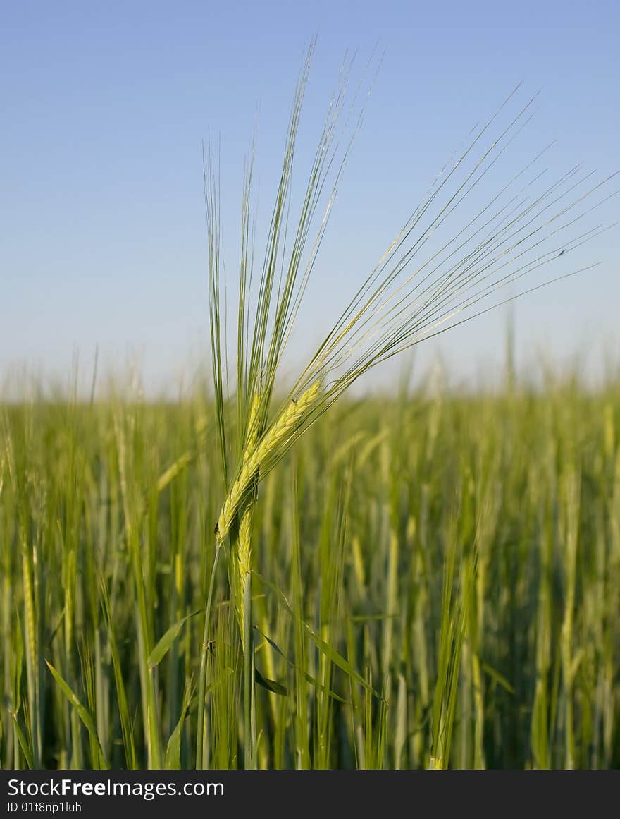 Green wheat