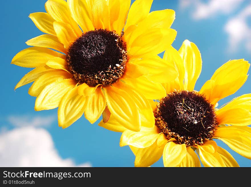 Two sunflowers in front of a blue sky