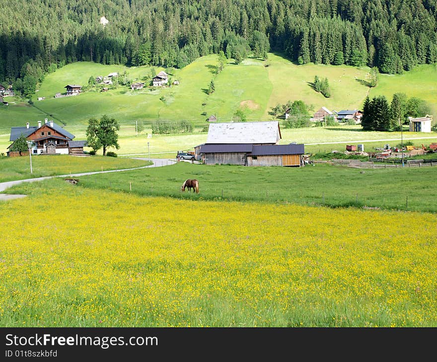 Flower blossoming in Gosau village , a beautiful village in Austria. Flower blossoming in Gosau village , a beautiful village in Austria.