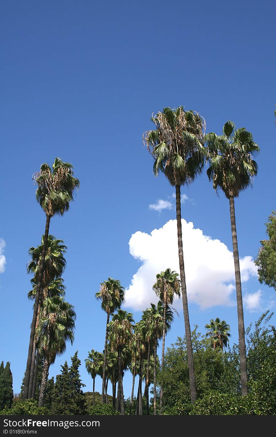 Spanish palms