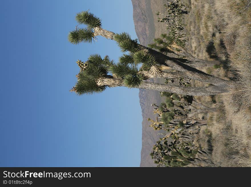 Joshua trees in Mojave Desert in California