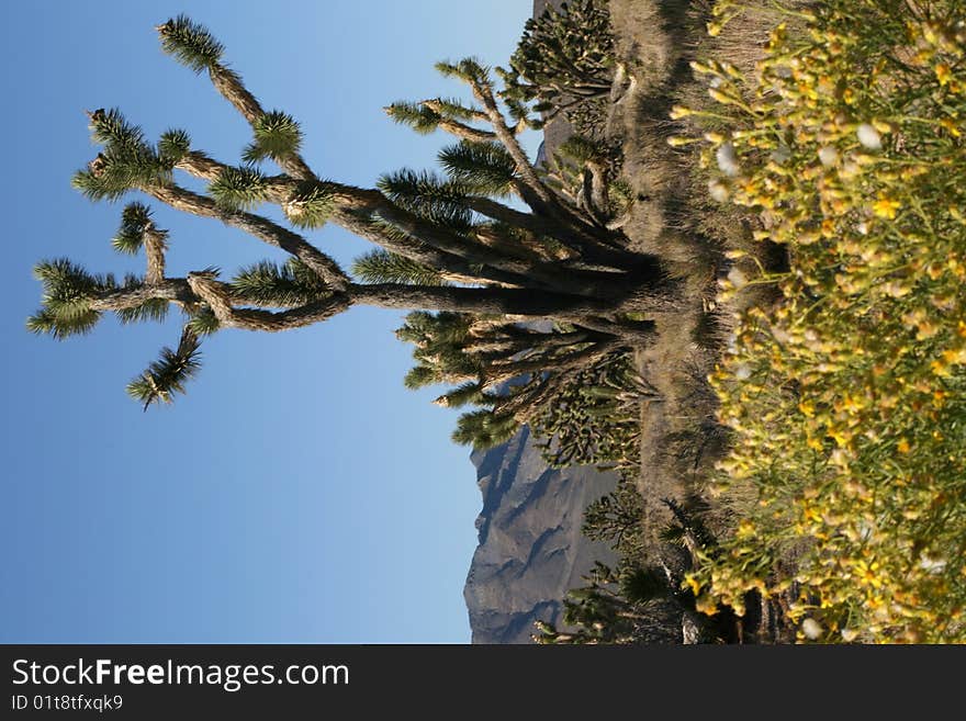 Joshua trees in Mojave Desert, California