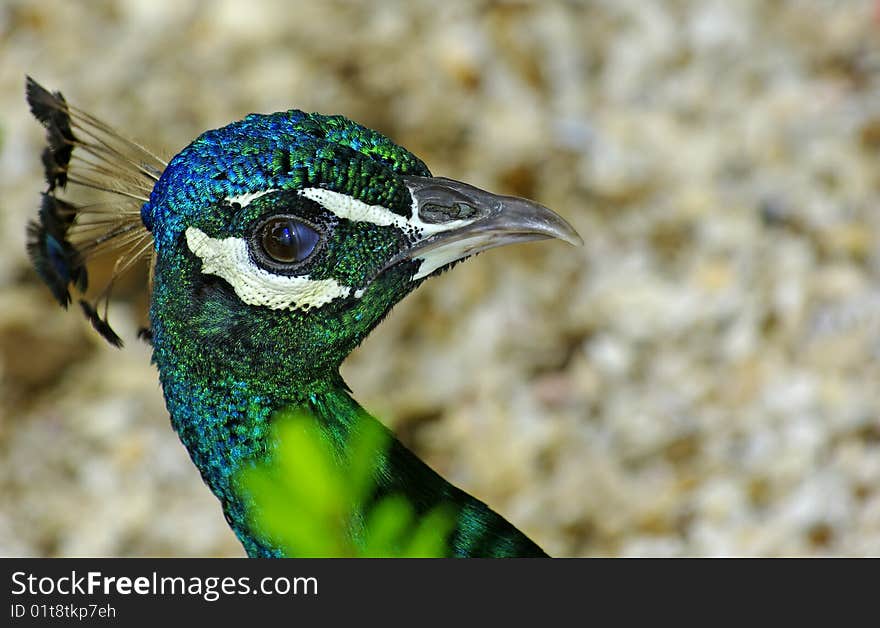 A peacock photographed in closeup. West Africa. A peacock photographed in closeup. West Africa.