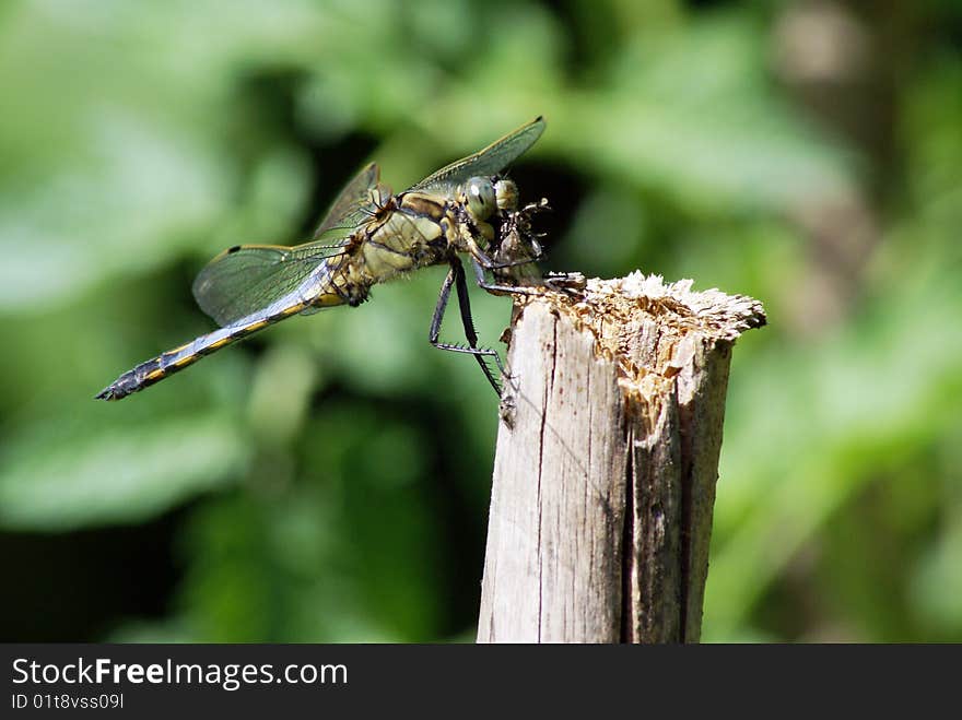 Closeup shot of a young black-lined skimmer eating a fly.