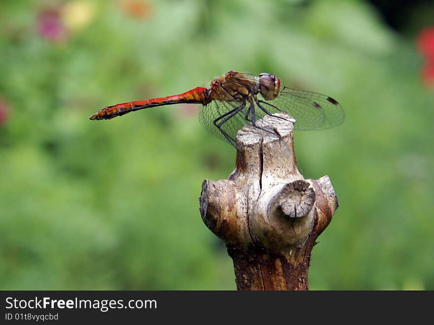 Closeup shot of a yellow-winged darter resting in the sun.