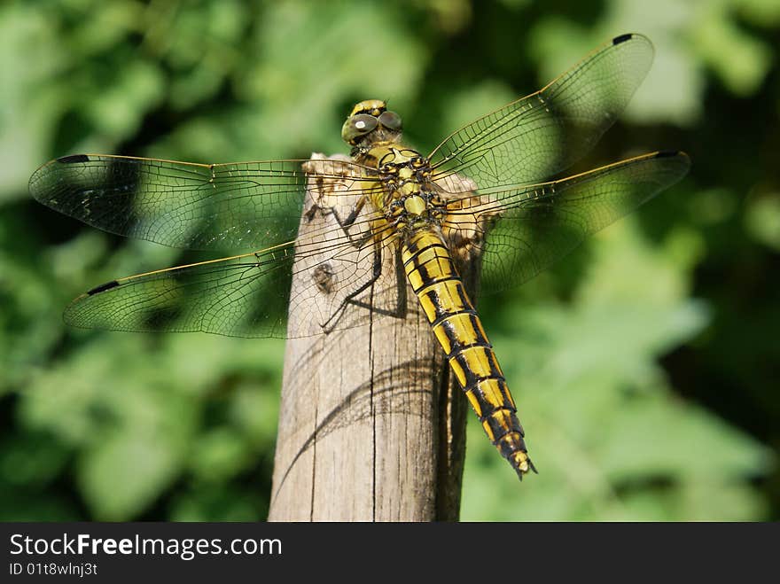 Black-lined Skimmer