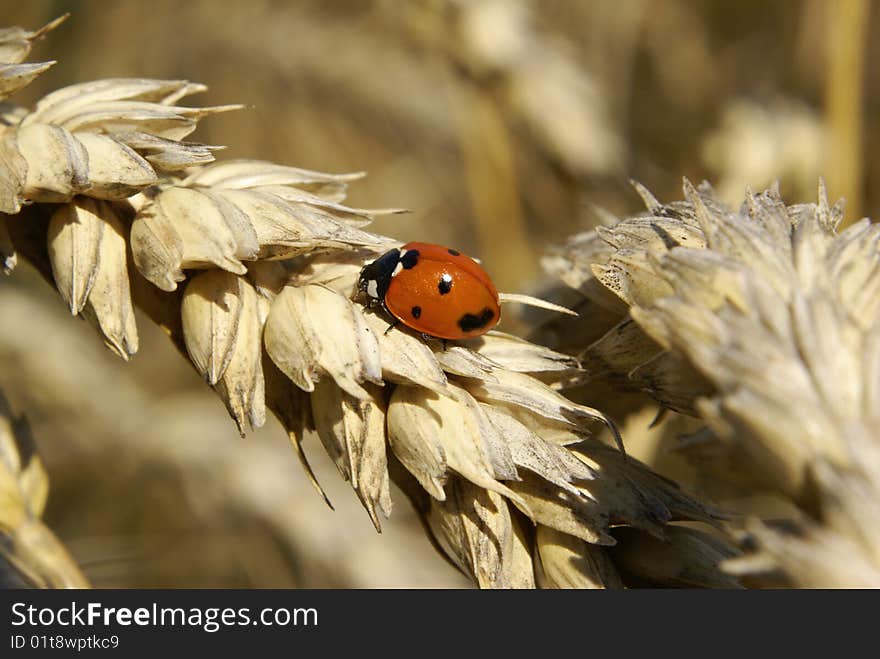 Ladybug On Barley