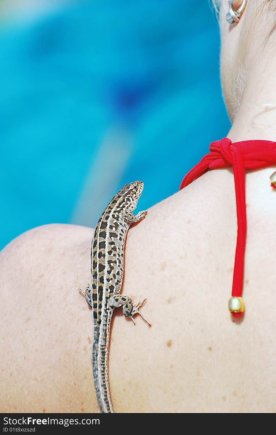 Lizard on the shoulder