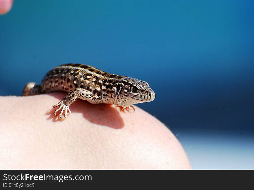 Beautiful lizard in the shoulder. Beautiful lizard in the shoulder