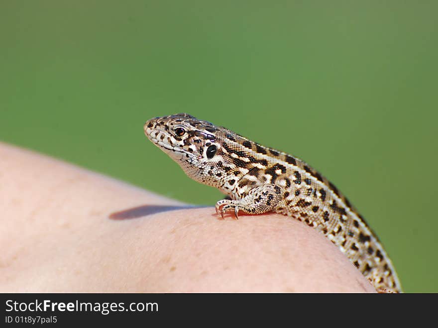 Beautiful lizard in the shoulder(green)