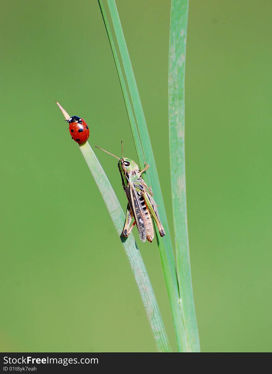 Bush-cricket And Lady Bag