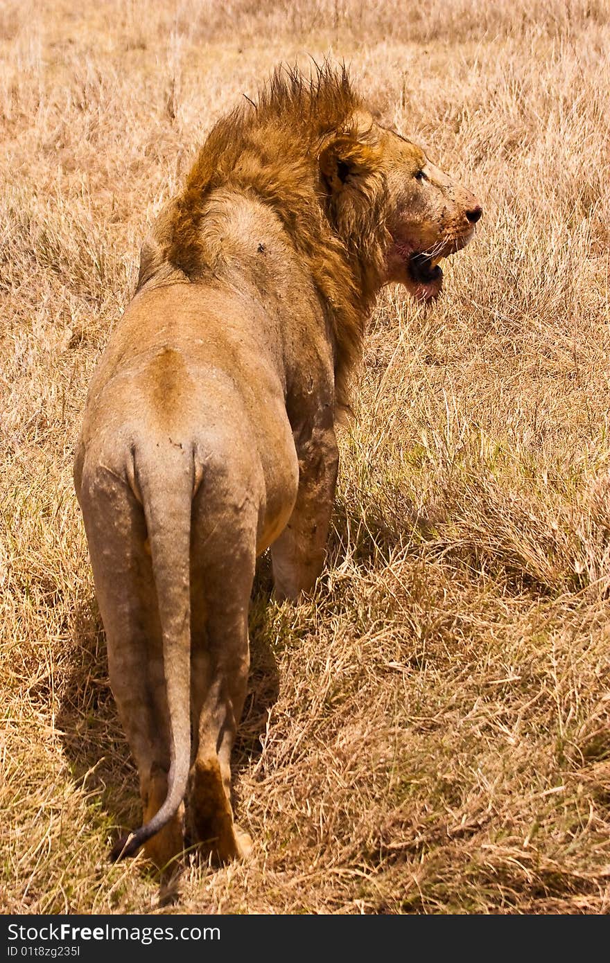 Male lion walking in the dry yellow grass. Male lion walking in the dry yellow grass