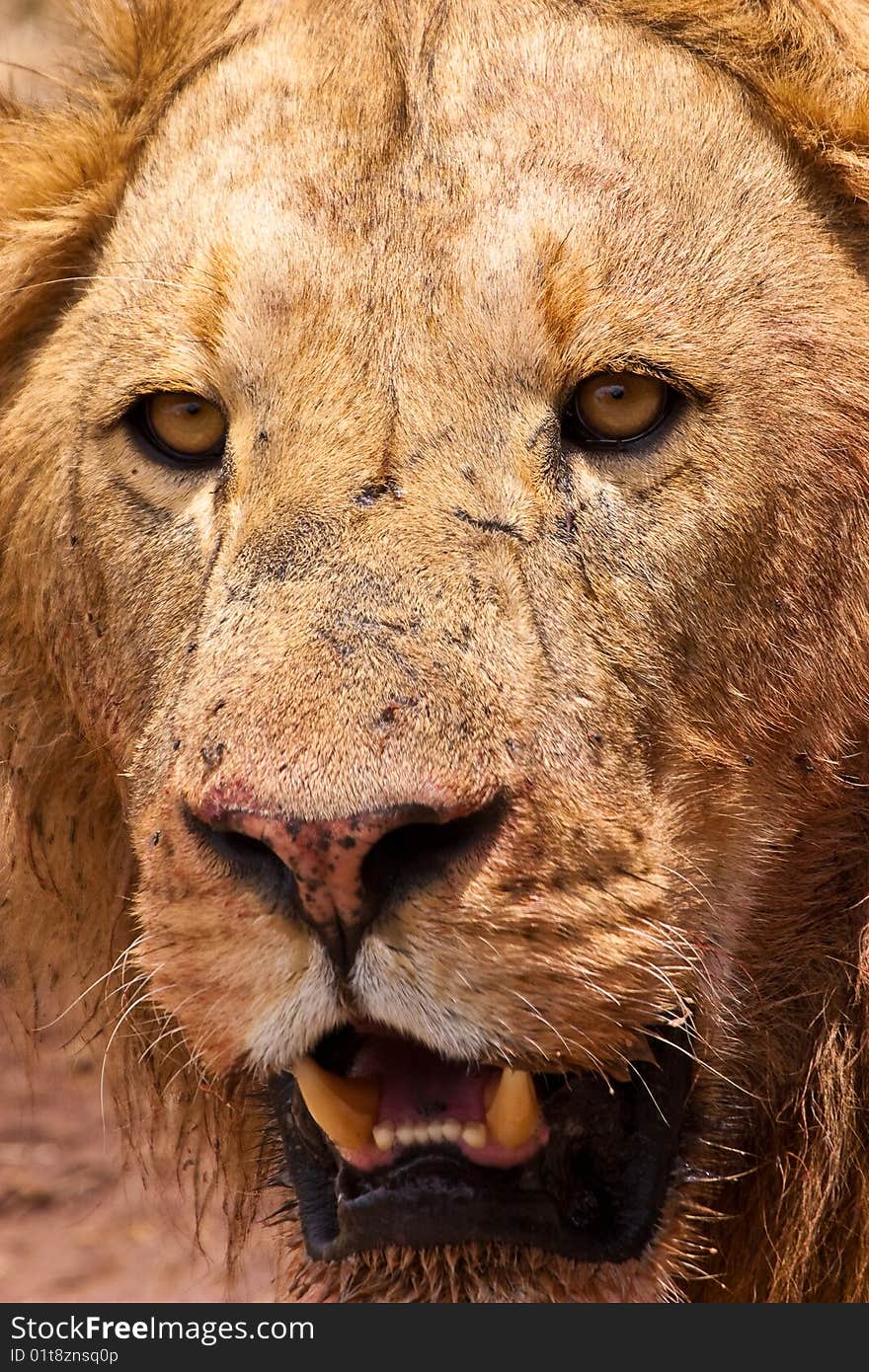 Male Lion Closeup Of The Head