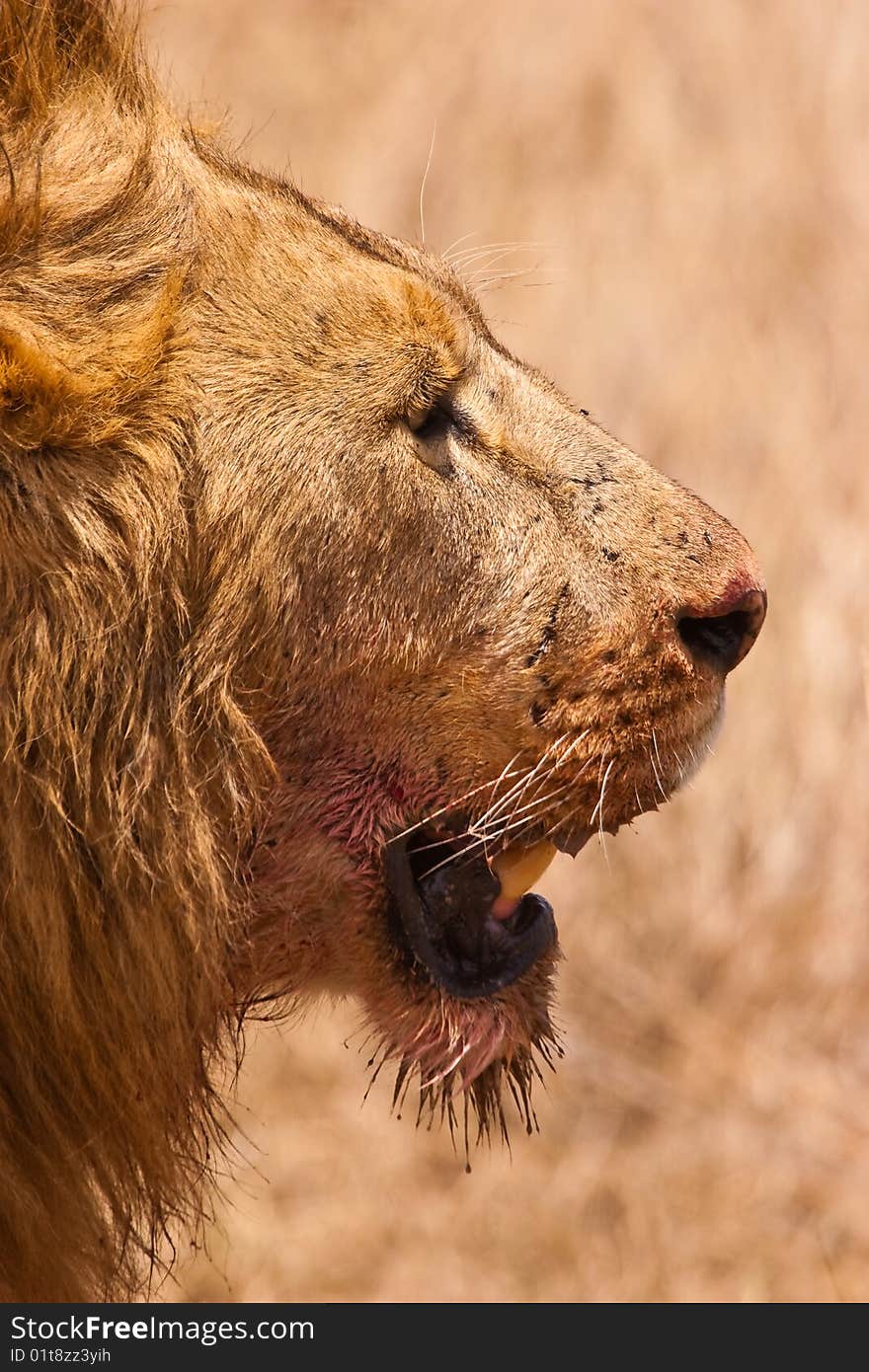 Male Lion Closeup Of The Head