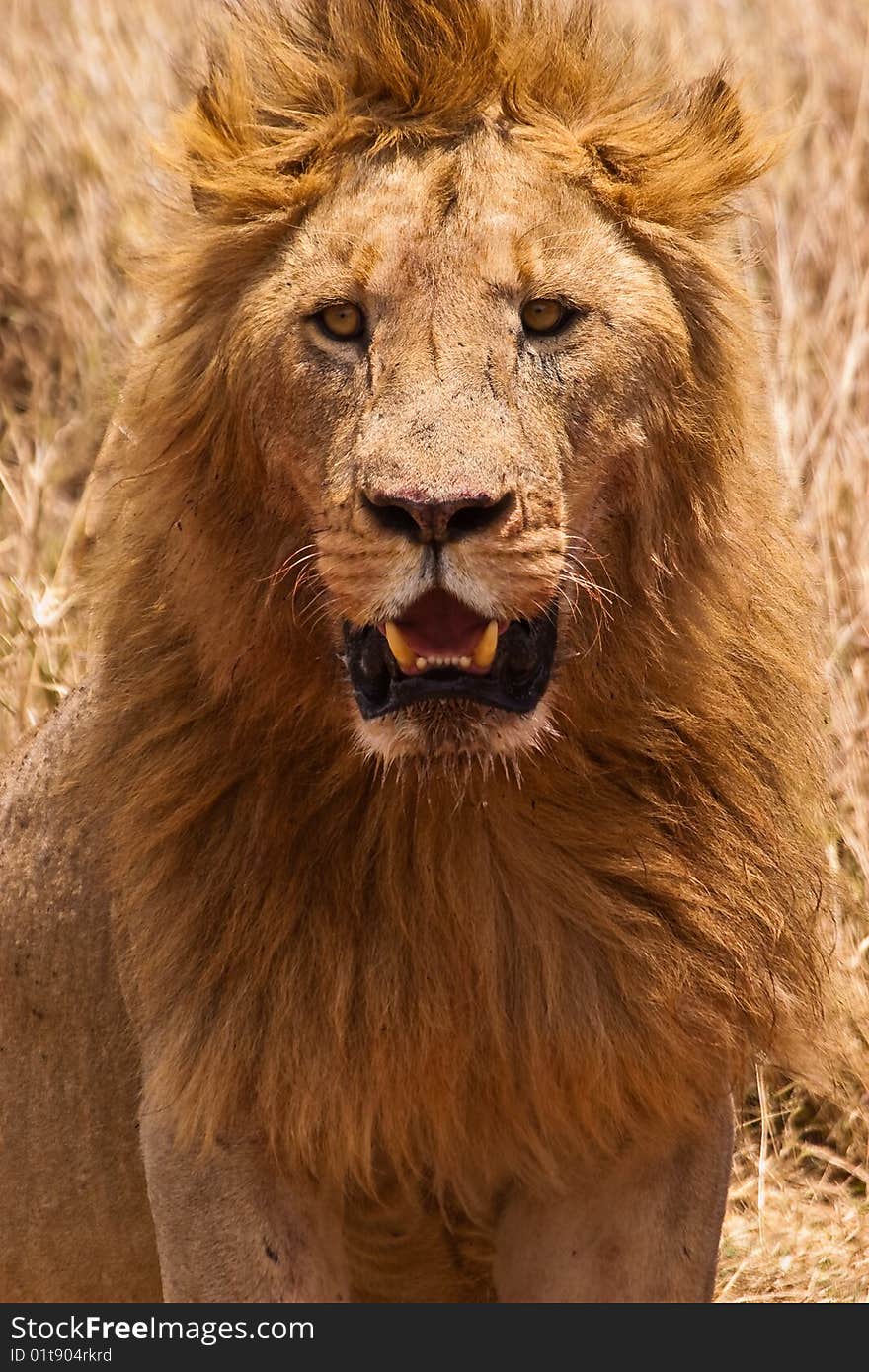 Male lion closeup of the head