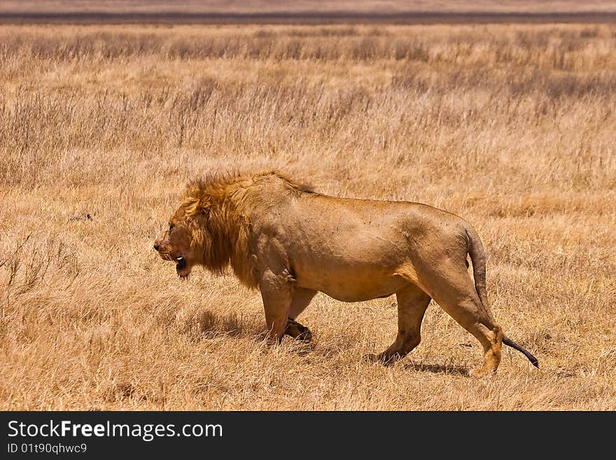 Male lion walking in the dry yellow grass. Male lion walking in the dry yellow grass