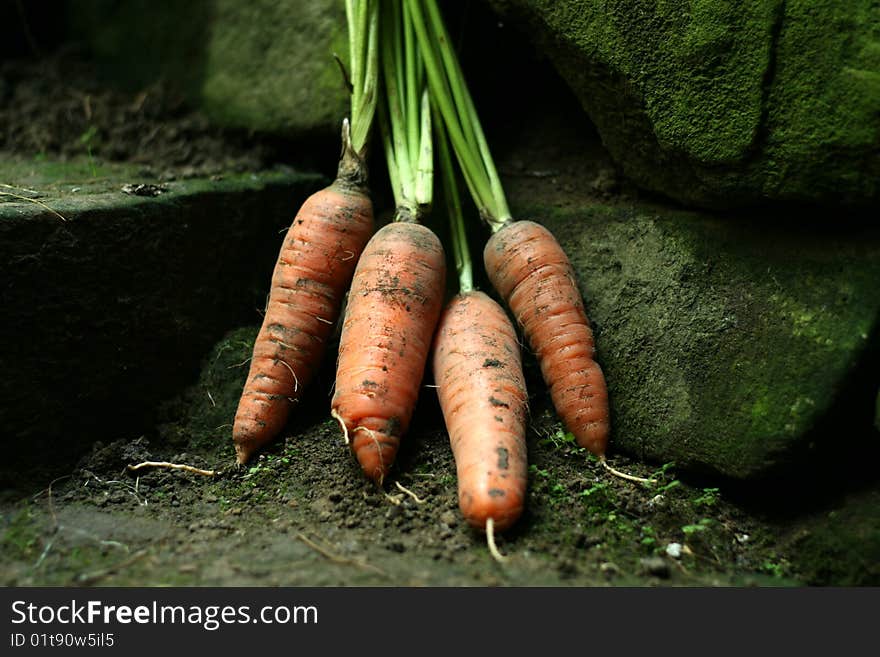 Handle of fresh carrots on old stairs