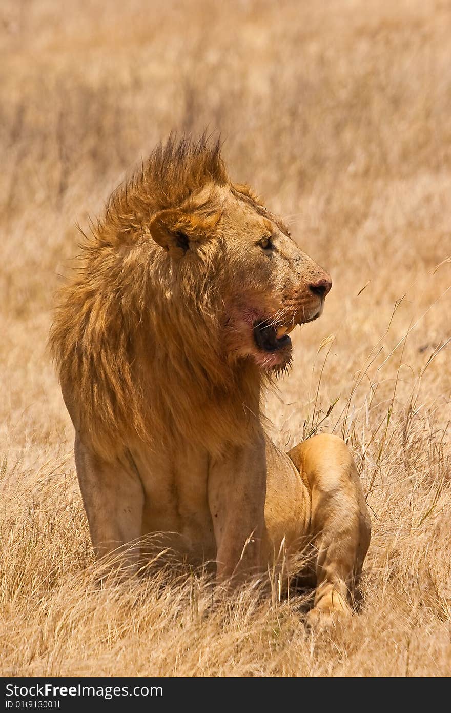 Male lion sitting in the dry yellow grass of the Ngoro Ngoro krater