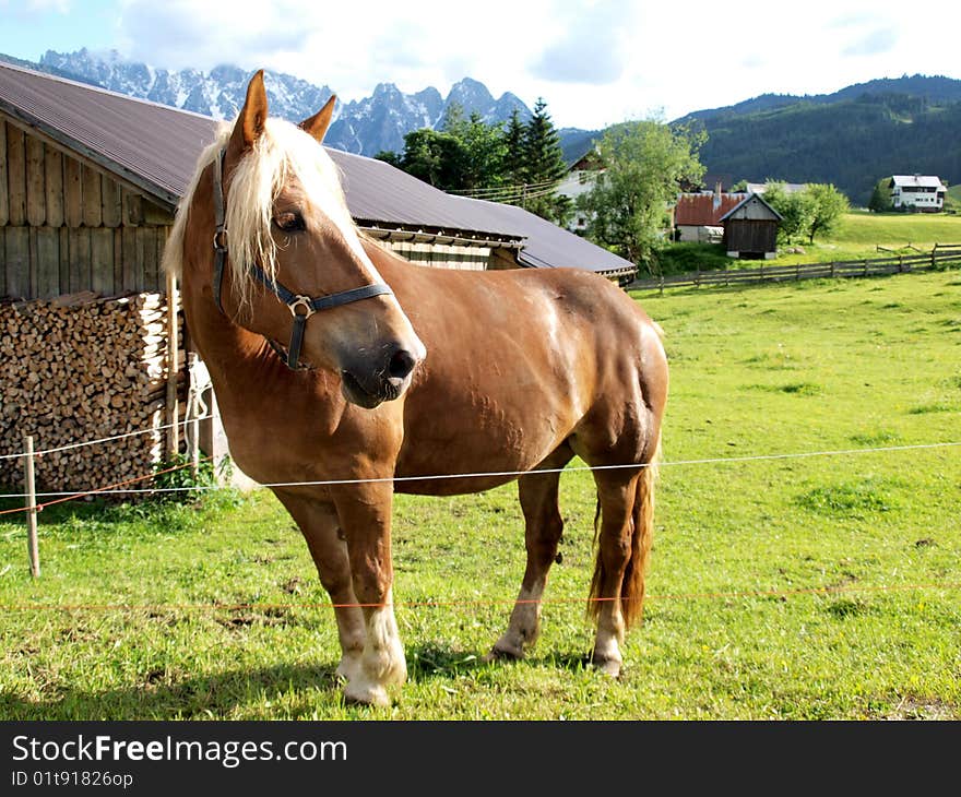 A horse walking on the meadow in a farm . Shoot in Gosau village , a beautiful village of Austria. A horse walking on the meadow in a farm . Shoot in Gosau village , a beautiful village of Austria.