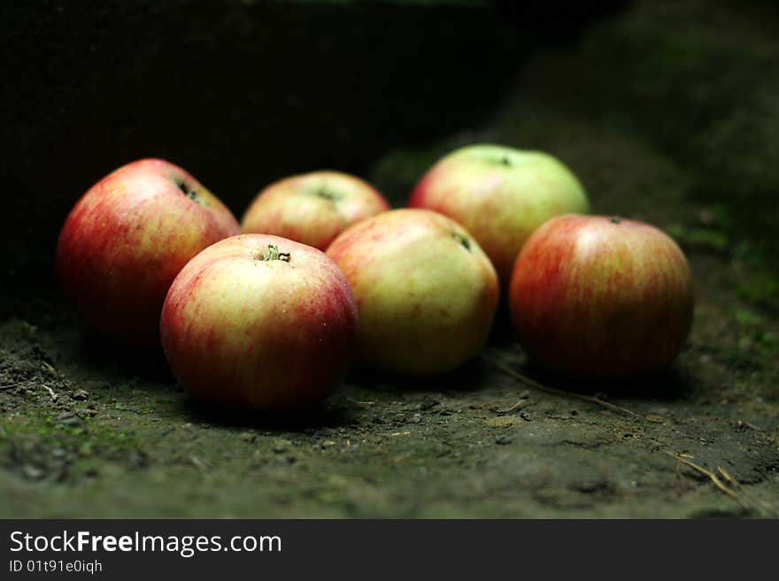 Fresh organic apples in cellar. Fresh organic apples in cellar