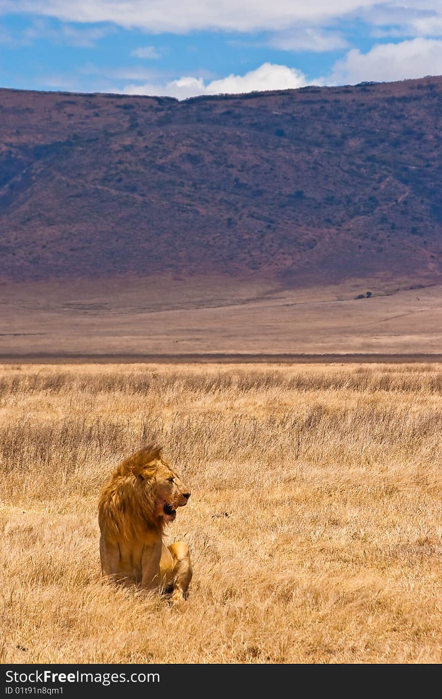 Male lion sitting in the dry yellow grass of the Ngoro Ngoro crater. Male lion sitting in the dry yellow grass of the Ngoro Ngoro crater