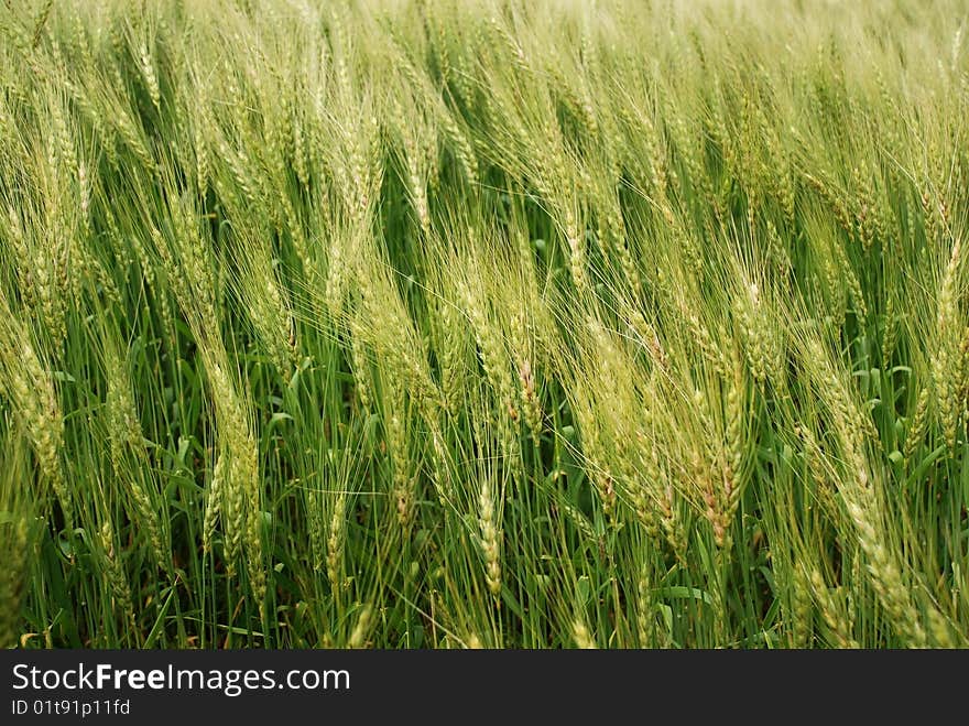 Wind in the green wheatfield at middle summer