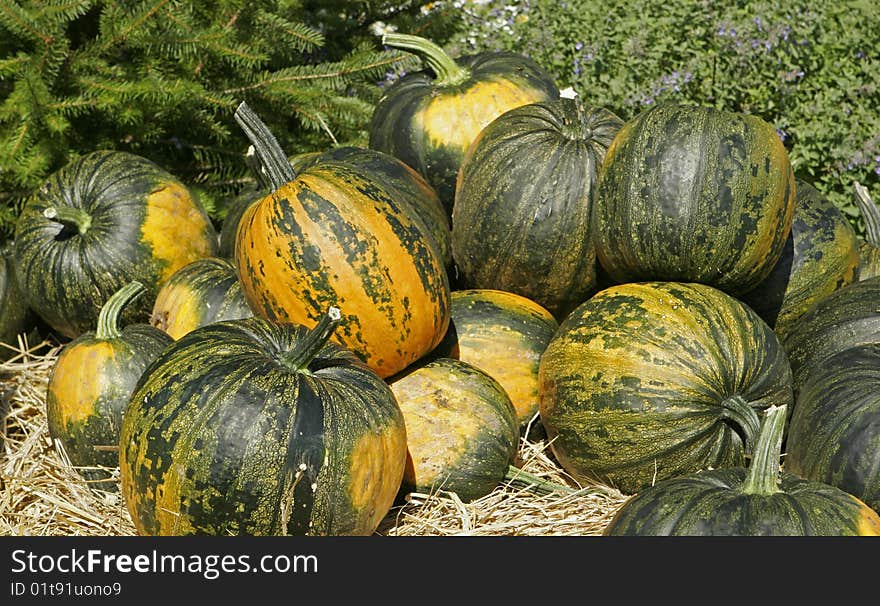 Green, orange, and yellow squash freshly harvested from the fields. Green, orange, and yellow squash freshly harvested from the fields